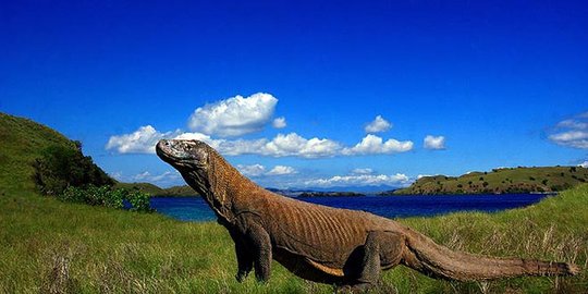 Wisata Pulau Komodo